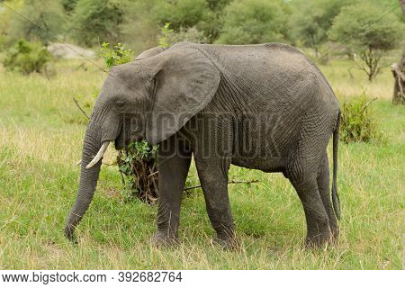 Closeup of African Elephant (scientific name: Loxodonta africana, or 