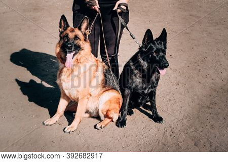 German Shepherd Kennel, High-quality Breeding Of Thoroughbred Working Dogs. Two Charming Female Germ