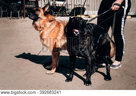 German Shepherd Kennel, High-quality Breeding Of Thoroughbred Working Dogs. Two Charming Female Germ