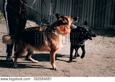 German Shepherd Kennel, High-quality Breeding Of Thoroughbred Working Dogs. Two Charming Female Germ