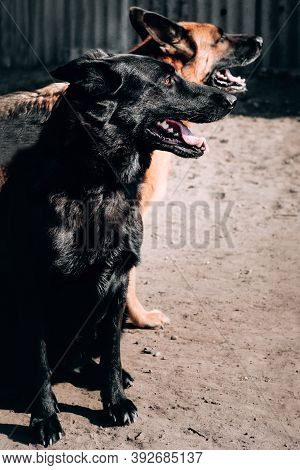 German Shepherd Kennel, High-quality Breeding Of Thoroughbred Working Dogs. Two Charming Female Germ