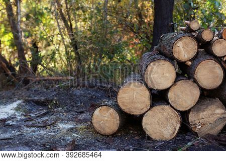 Wooden Logs With Forest On Background. Trunks Of Trees Cut And Stacked In The Foreground. Pile Of Wo