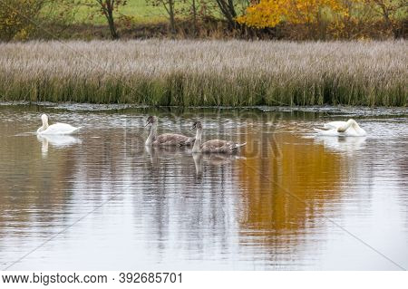 The Cool Autumn Morning At The Pond With Mutted Swan And Grown Chicken, Autumn Landscape, Jihlava Vy