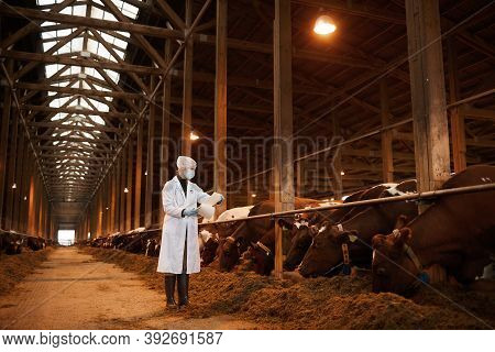 Full Length Portrait Of Young Female Veterinarian Examining Cows At Dairy Farm While Wearing Mask An
