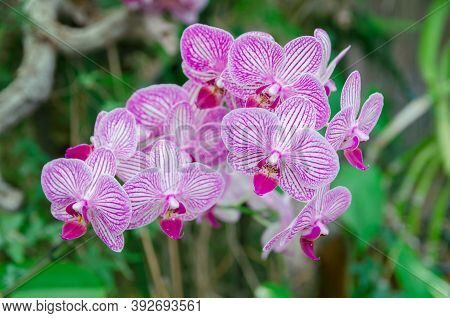 Exotic Phalaenopsis Schilleriana Orchid Grows And Blooms In The Tropical Garden. Beautiful Orchids F