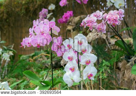 Different Exotic  Orchids Grow And Bloom In The Tropical Garden. Beautiful Orchid Flower Background.