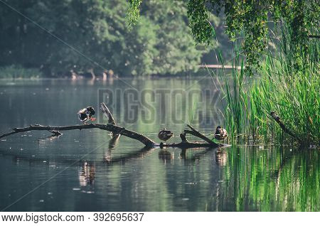 Wild Duck - Autumn Lake Landscape In The Morning