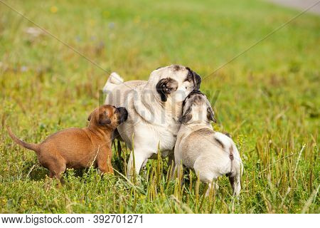 Cute Bastard Malinois Puppy And Bullmastiff Playing With Pug Puppy