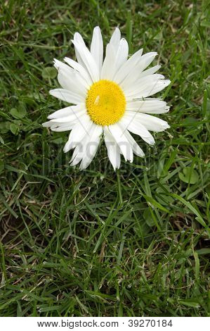 Daisy colorate Close Up In un campo