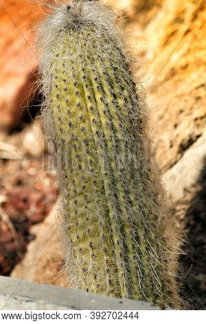 Beautiful Cephalocereus Senilis Cactus In The Garden Under The Sun