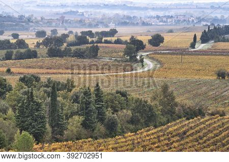 A Misty Autumn Morning In A Grape Growing Region Of The South Of France. Golden Vines Either Side Of