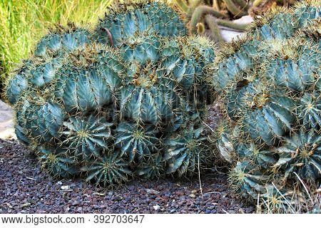 Beautiful Hamatocactus Setispinus Cactus Plant In The Garden