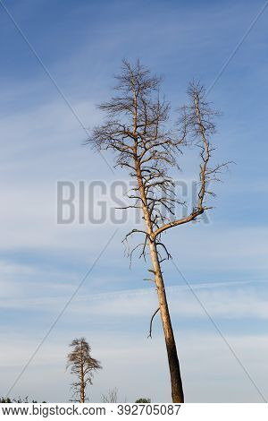 Lonely Dry Tree Against The Blue Sky