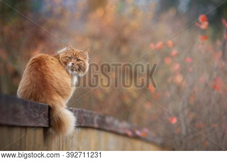 Red Fluffy Cat Laying On The Wooden Fence In Autumn Day. Adorable Bokeh With Red Leaves. Cottagecore