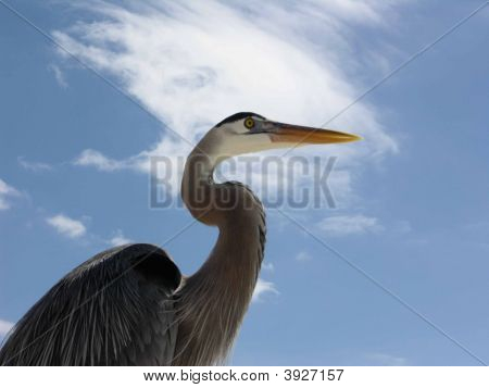 Heron hautain