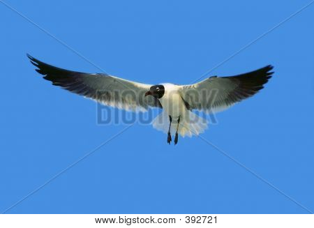 Mouette atricille