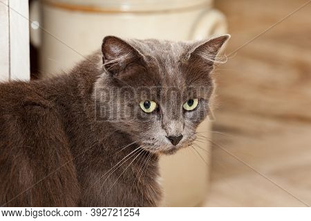 Portrait Of A Pretty Chartreux Cat With Long Hairs And Yellow Eyes.