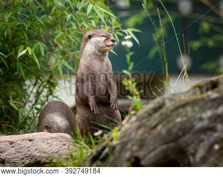 Two Asian Small Clawed Otters (aonyx Cinereus) In A Zoo, Cloudy Day In Summer