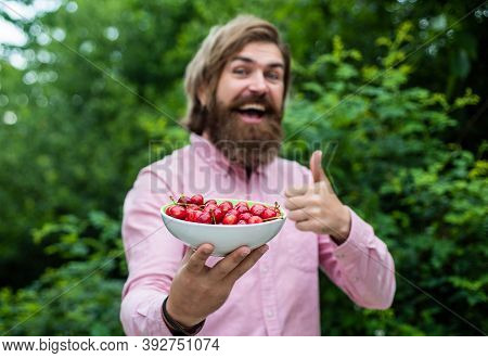 Green Healthy Food. Fresh Red Sour Cherries Harvest In Plate. Seasonal Cherry Harvest In Industrial 