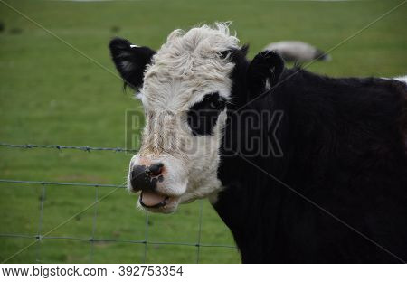 Cute Mooing Cow Standing By The Fence Line.