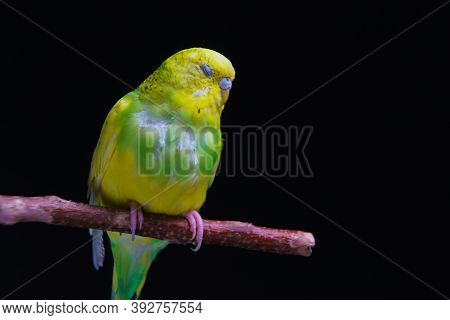 Yellow And Green Budgie, Budgie Sits On A Wooden Stick. Black Background