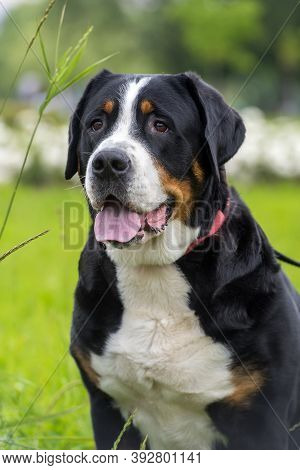 Grosser Schweizer Sennenhund