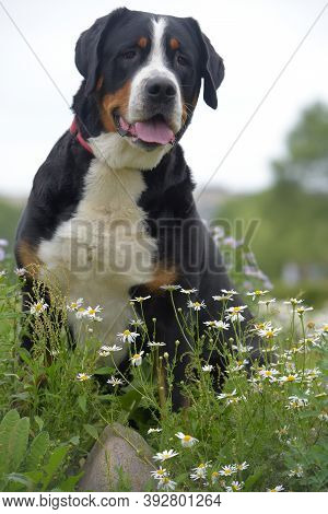 Grosser Schweizer Sennenhund