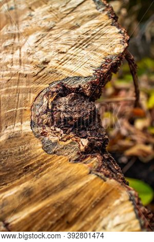 The Stump Of A Felled Tree. Close-up Of Bark Slice Texture. The Destruction Of Trees For The Needs O
