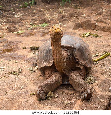 Grand géant Galapagos tortue
