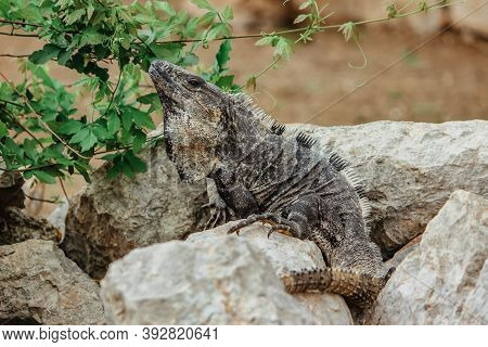 Brown Wild Lizard Crawling On The Stone. Very Beautiful And Large Lizard. Disguise Camouflaged Anima