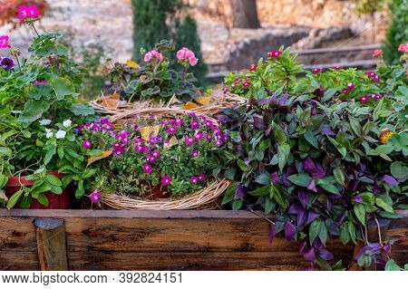 Close Up Of Different Decorative Colorful Potted Plants Outdoors