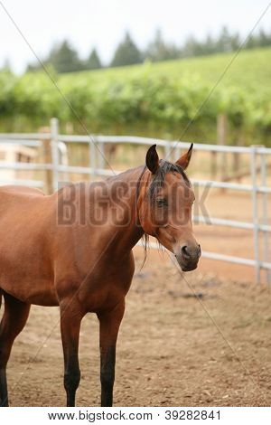 Cavalo marrom