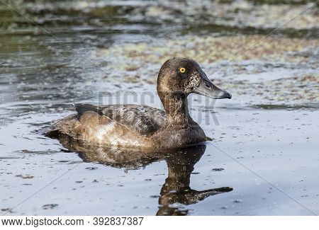 Female Greater Scaup At British Columbia Canada; North American