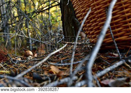 Found In The Forest A Small Mushroom Boletus, In The Woods. Next To The Tree Trunk Is The Basket.