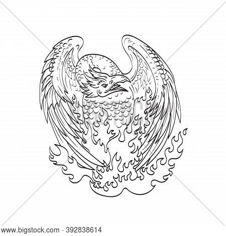 Line Art Drawing Illustration Of A Phoenix, A Mythological Bird That Cyclically Regenerates Or Is Ot