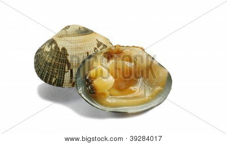 Singl škeble vařené otevřené psa Cockle na bílém pozadí