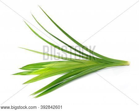Fresh Pandan Leaves Isolated On White Background