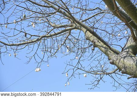 Silk Floss Tree, Ceiba Speciosa, In Spring. Leafless Branches With Cottony Open Fruits. Costanera Su
