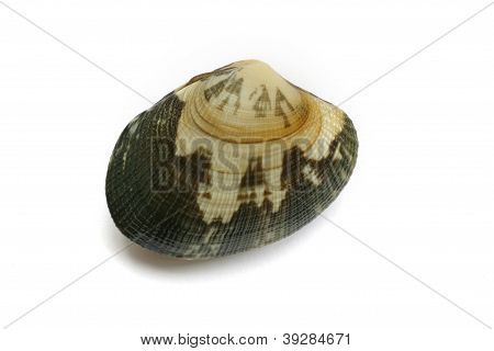 Škeble na bílém pozadí