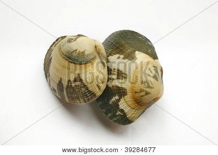 Škeble na bílém pozadí