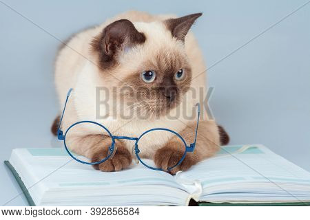 Cute Business Clever Cat With Glasses, Lying On The Notebook (book)
