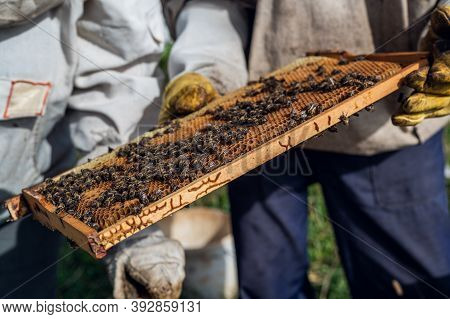 The Beekeeper Looks After Bees, Honeycombs Full Of Honey, In A Protective Beekeepers Suit At Apiary.