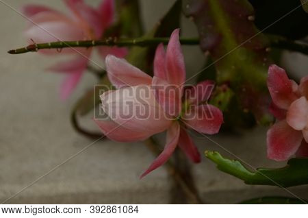 Closeup On Epiphyllum Orchid Cactus Flower Stigma And Stamen On Green Background