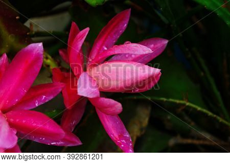 Closeup On Epiphyllum Orchid Cactus Flower Stigma And Stamen On Green Background