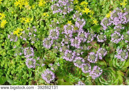 Molodilo (lat. Sempervivum), Ochitok Caustic (lat. Sedum Acre) And Thyme Creeping (lat.thymus Serpyl