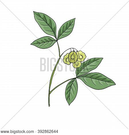 Vector Drawing Wafer Ash, Ptelea Trifoliata , Hand Drawn Illustration Of Medicinal Plant