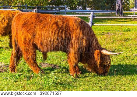 Logarska Valley, Slovenia. Picturesque thoroughbred horned Scottish bulls graze on a grassy pasture. Magnificent golden autumn in the mountains. Eastern Europe, Alps. Sunny day