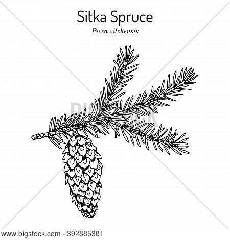 Sitka Spruce Picea Sitchensis , Coniferous, Evergreen Plant. Hand Drawn Botanical Vector Illustratio
