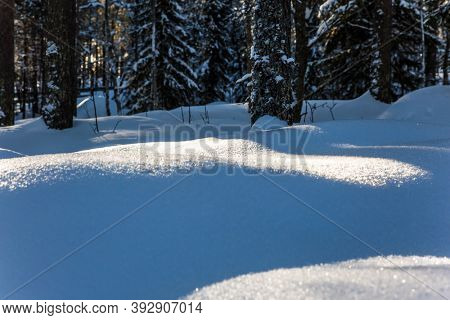 Finland. The northernmost zoo in the world. Ranua zoo in lapland. Sunny frosty and snowy winter day. Snowy coniferous forest. The concept of active, winter, environmental and photo tourism