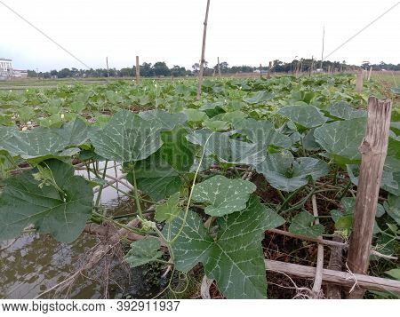 Healthy And Fresh Bottle Guard Leaf Coloseup